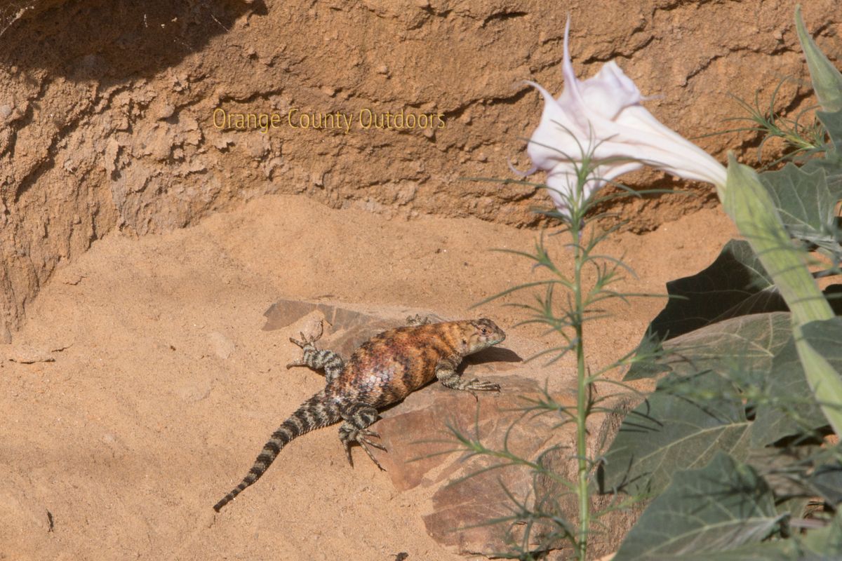 Granite Spiny Lizard Orange County Outdoors
